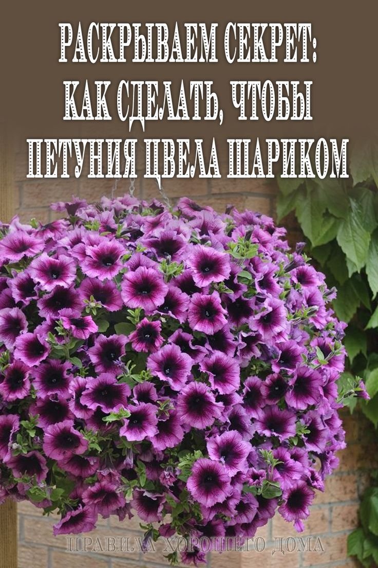 Петуния Crazytunia Purple Storm