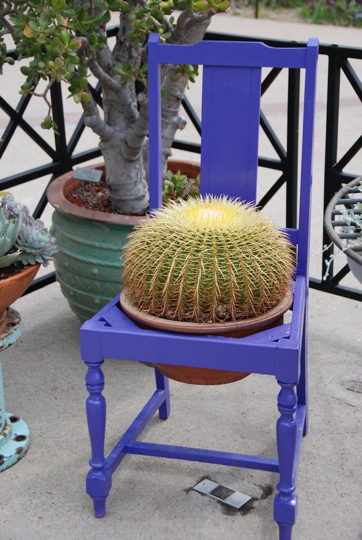 Мебель из кактусов