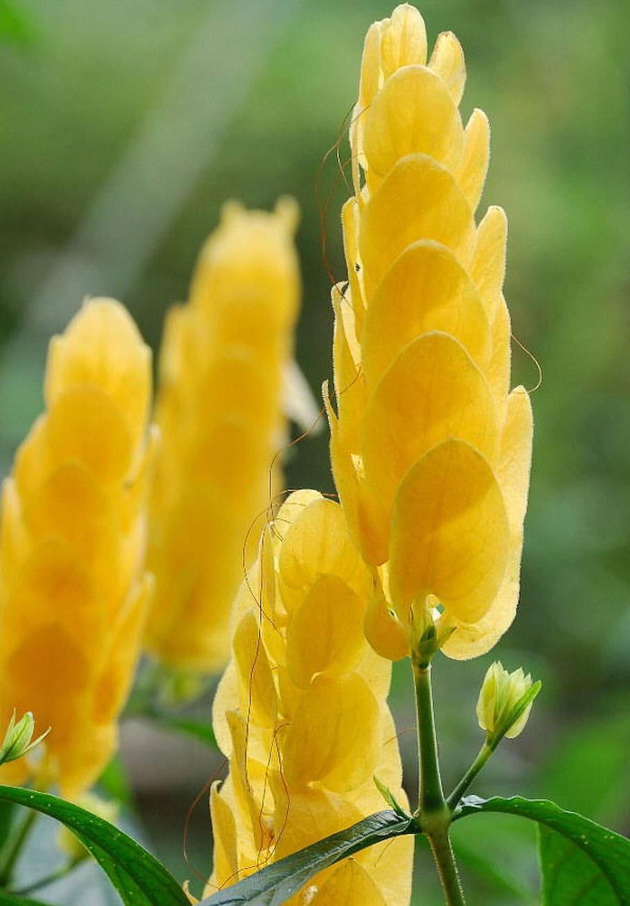 Желтые вытянутые цветы
