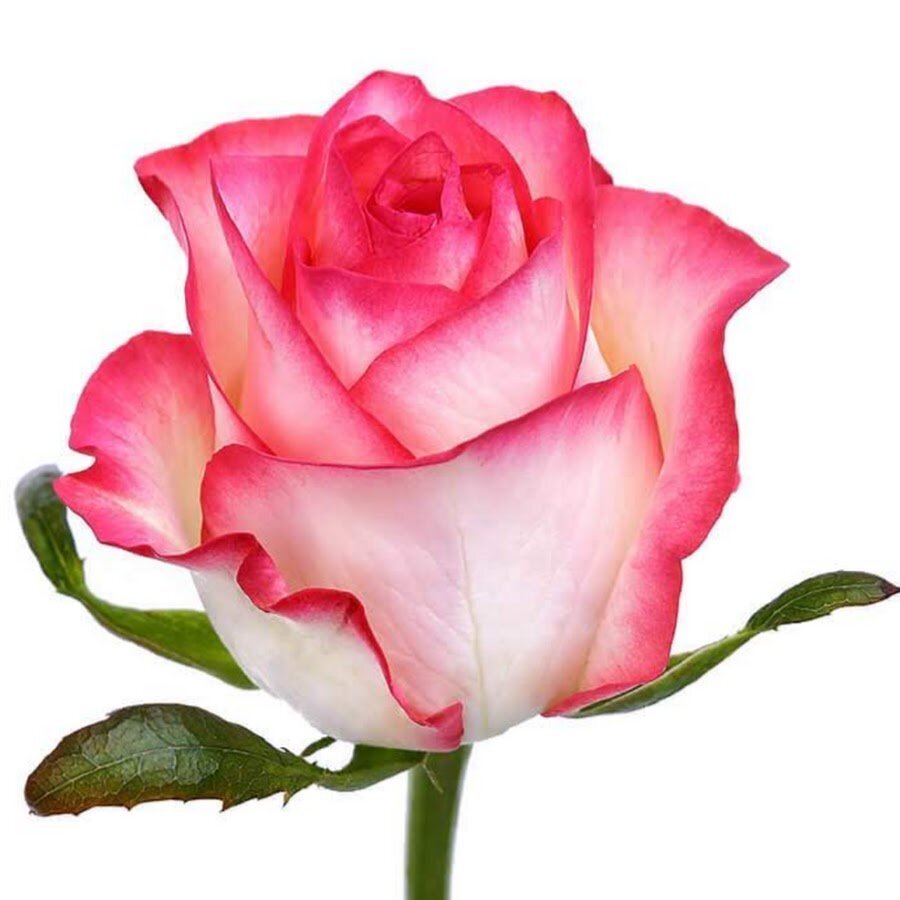 Букет роз Кимберли