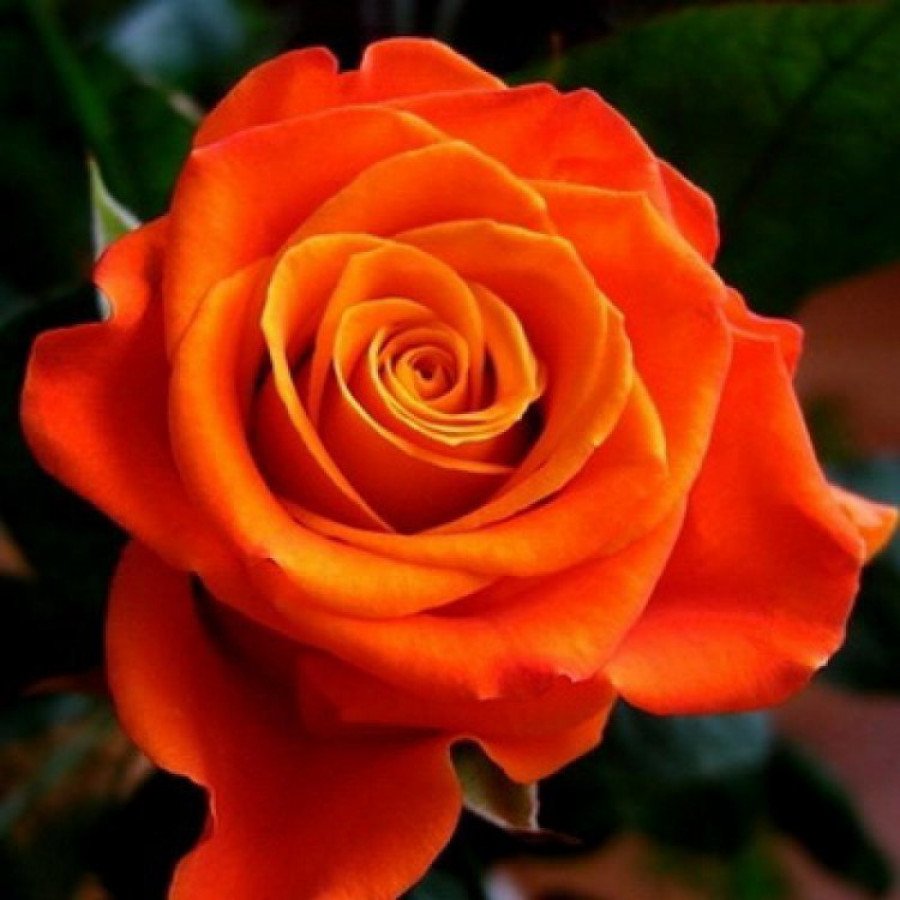 Роза чайно-гибридная оранжевая Моника