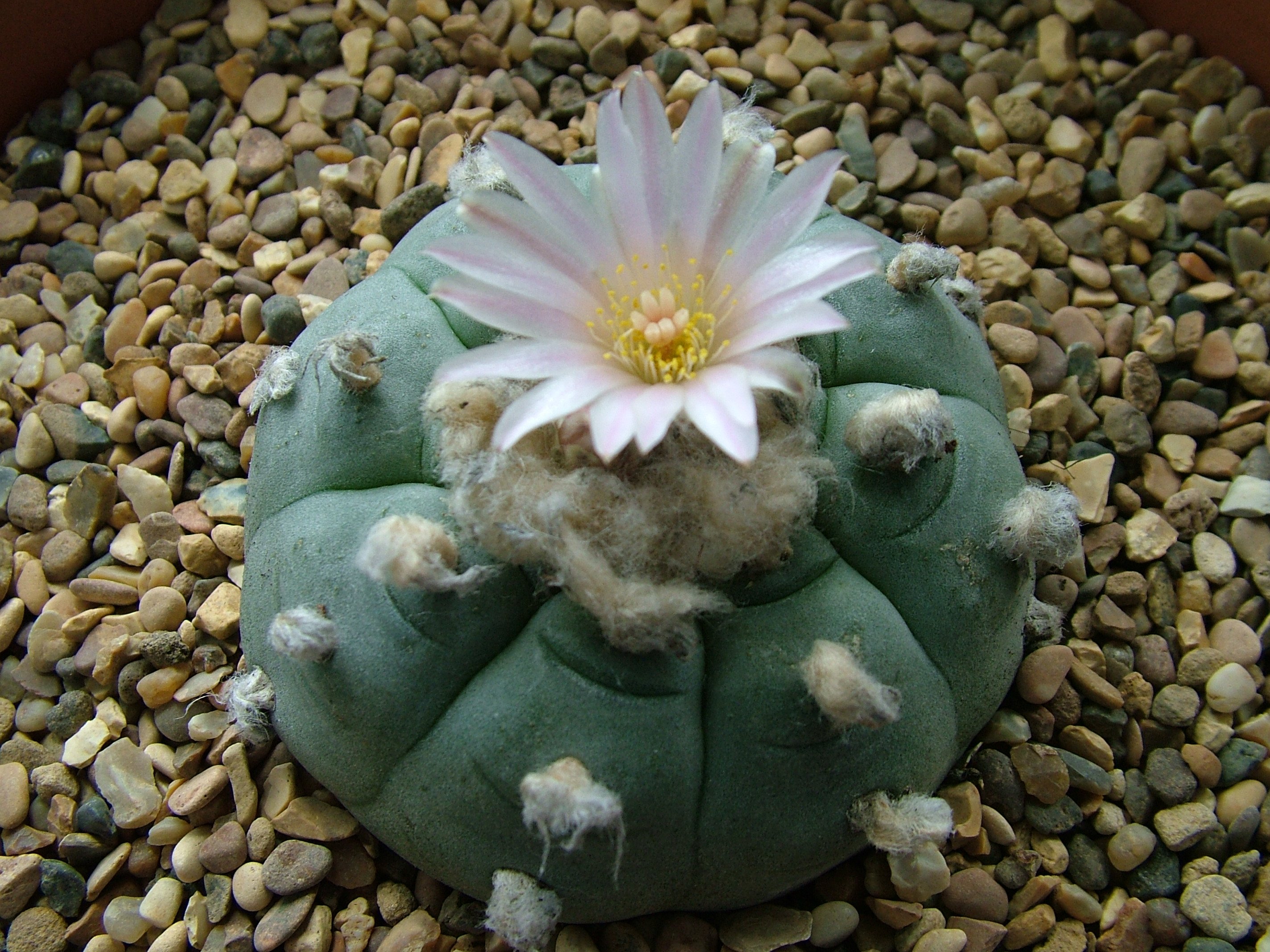 Мескалин. Мескалин (Пейот). Пейот (Lophophora williamsii. Кактус Пейот мескалин. Кактус Lophophora williamsii.