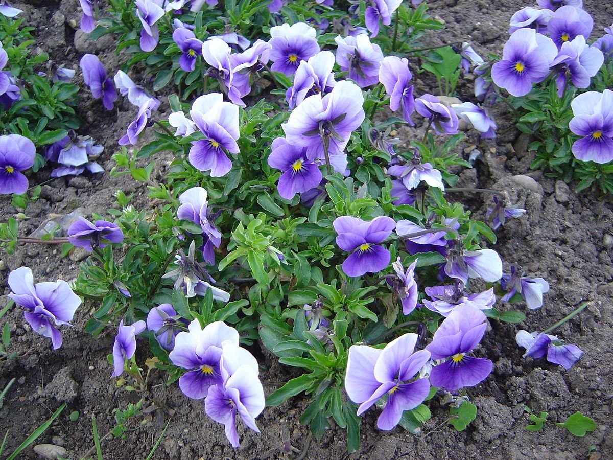 Флорал пауэр. Фиалка рогатая Коломбина. Виола рогатая (Viola cornuta) "Penny f1" (Purple Picotee). Фиалка рогатая Colombine. Виола рогатая Лесные эльфы.