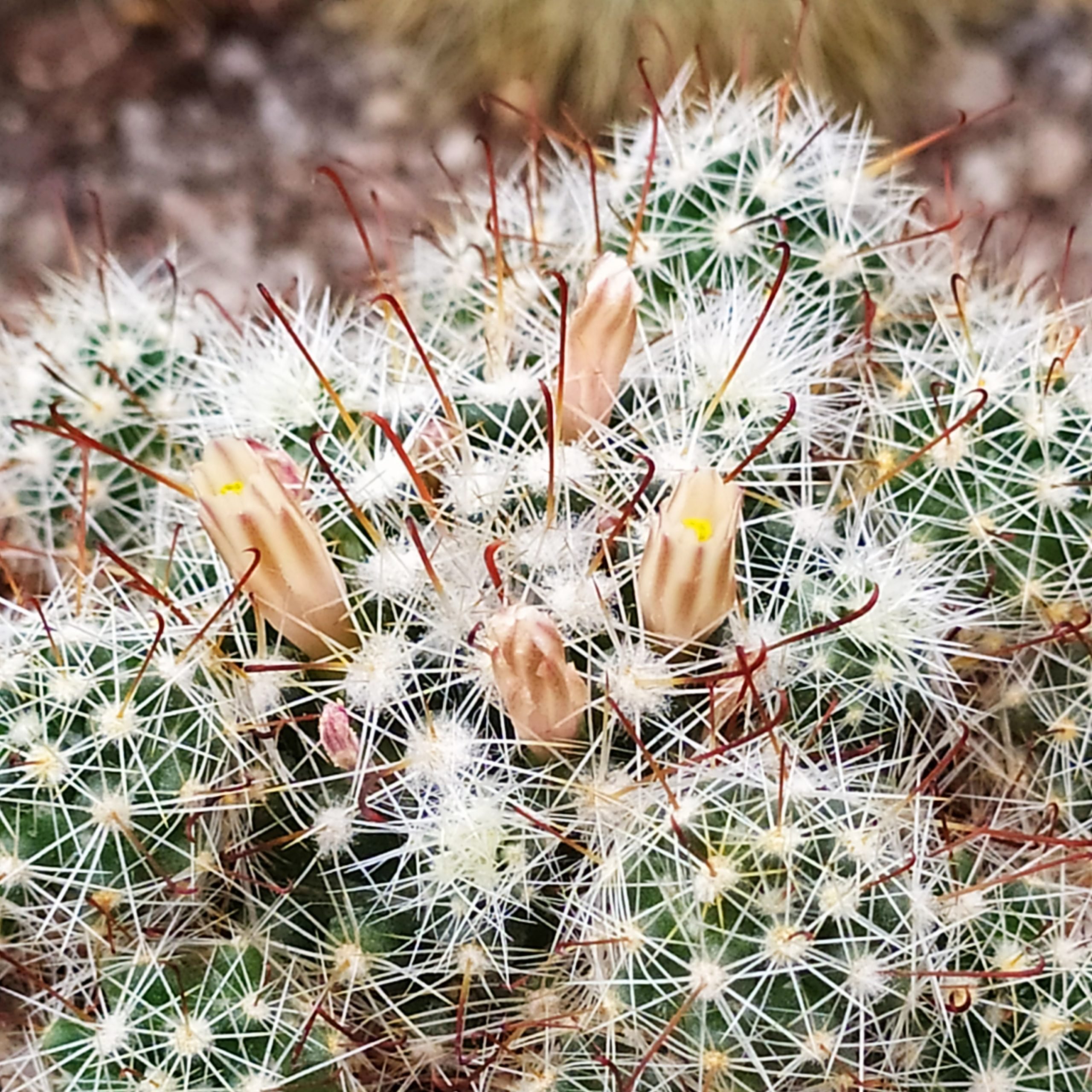 Маммиллярия. Mammillaria carretii. Маммиллярия Толука. Маммиллярия крупнососочковая. Кактус Маммиллярия крупнососочковая.