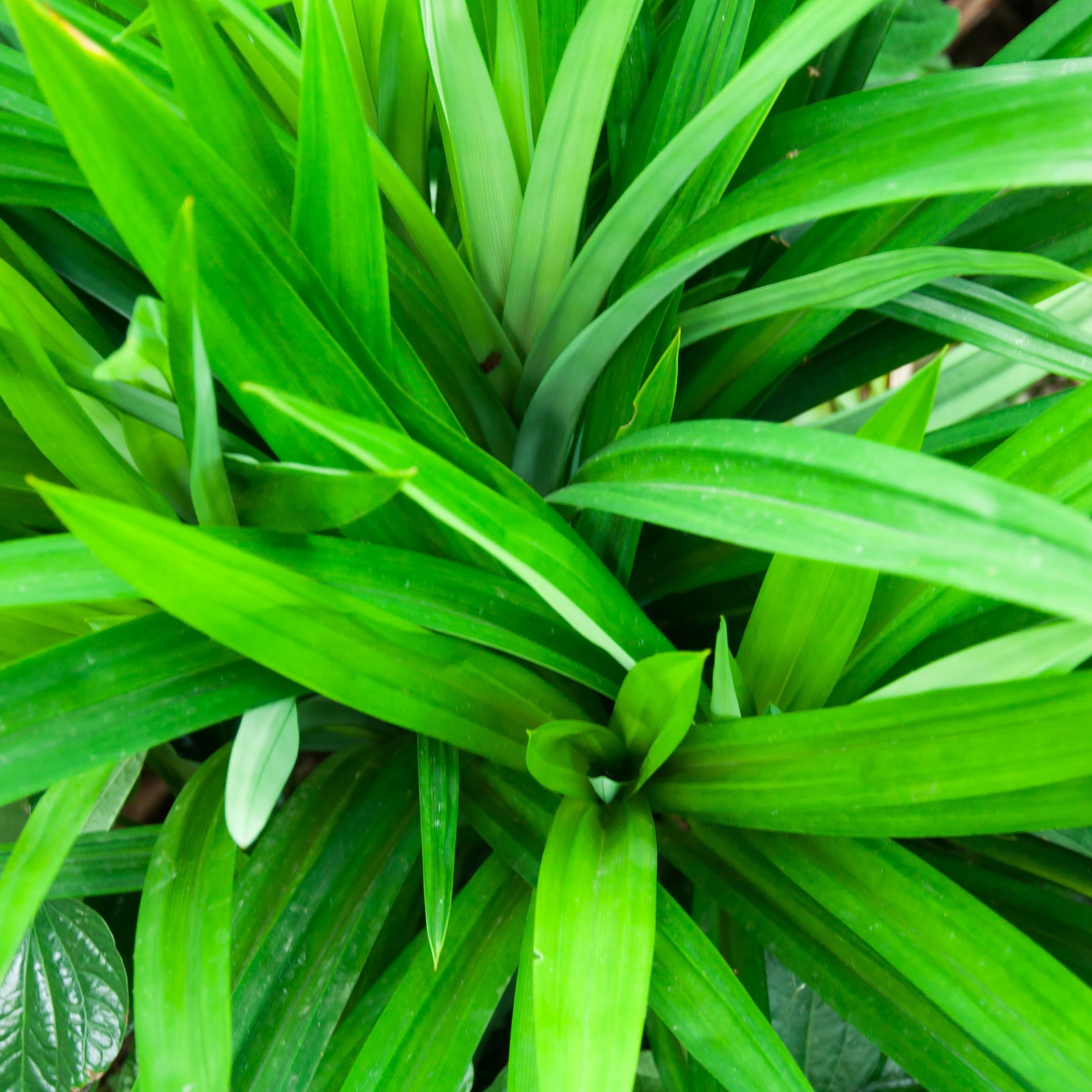 Лист острый узкий. Pandanus amaryllifolius. Панданус винтовая Пальма. Pandanus amaryllifolius растение. Панданус острые листья.