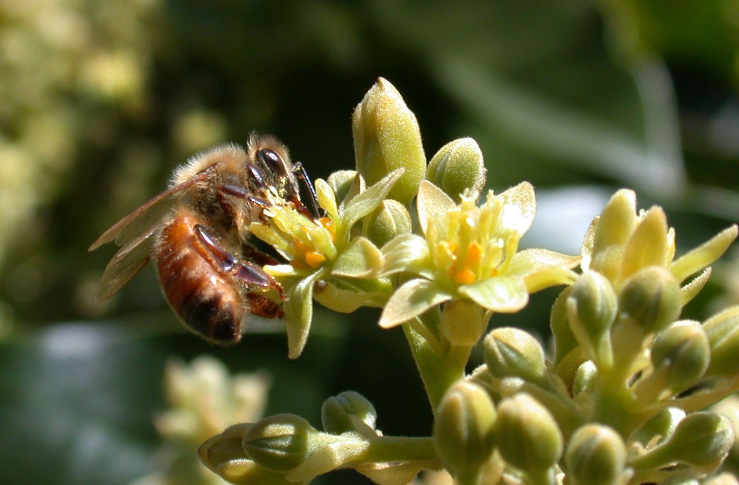 Медоносная пчела APIS mellifera