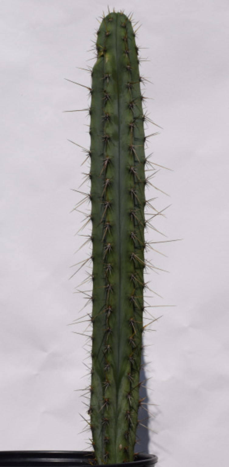 Трихоцереус перуанский