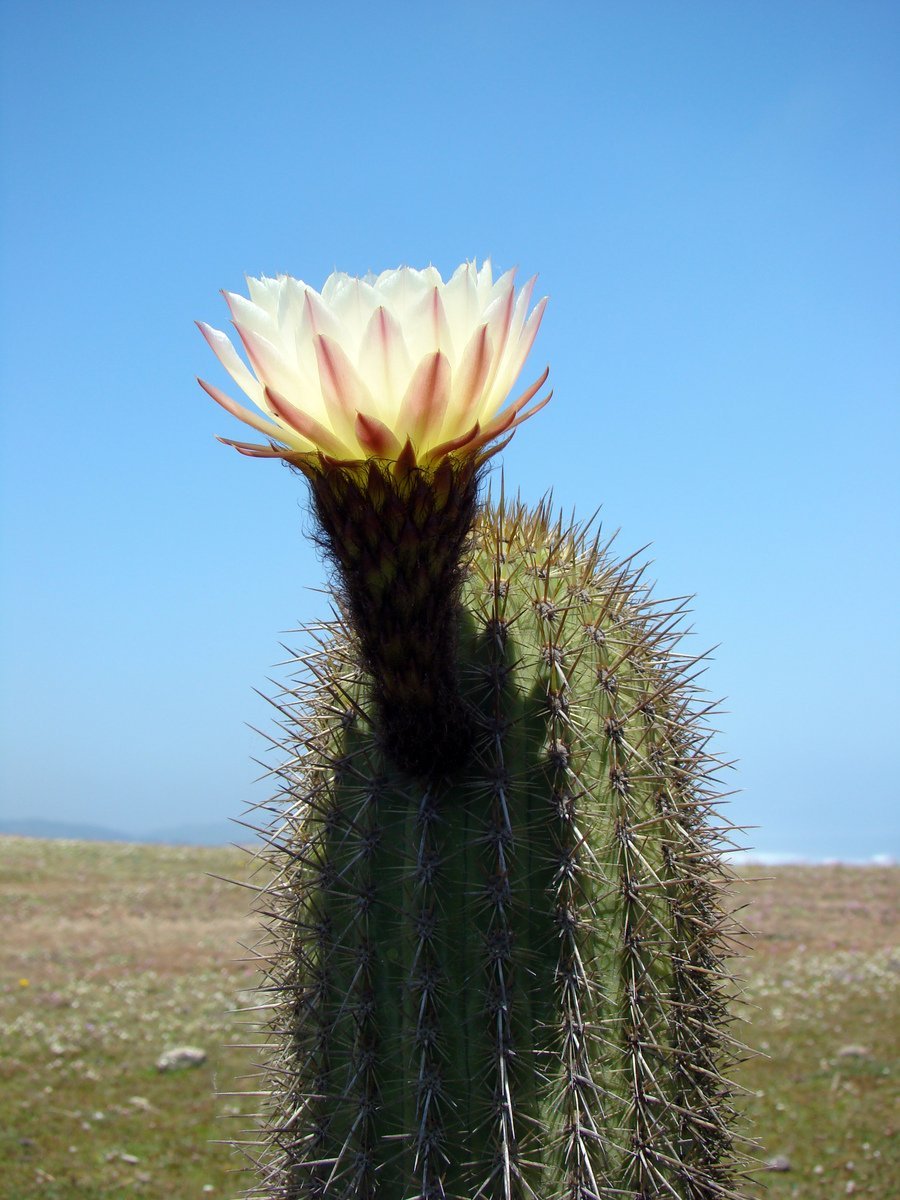 Мексиканец Кактус растение