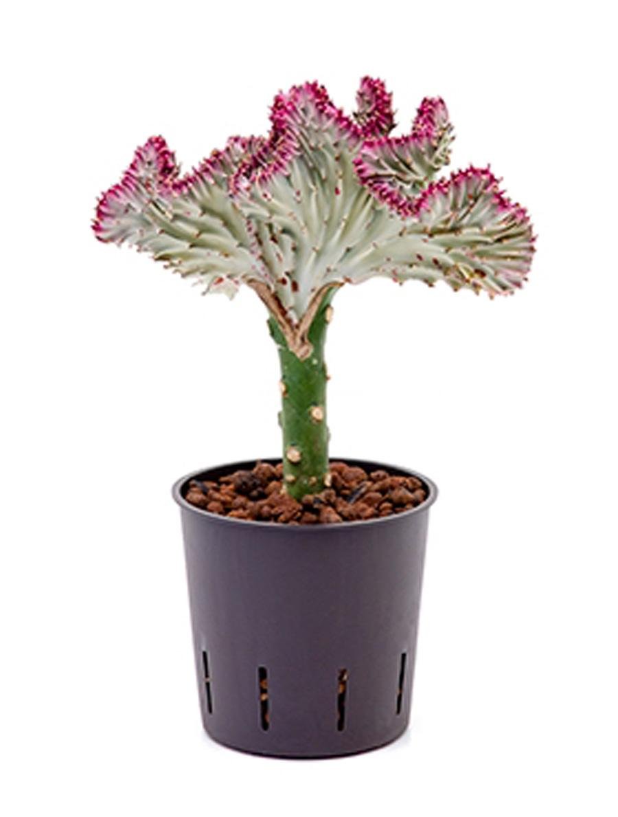 Euphorbia Lactea cristata