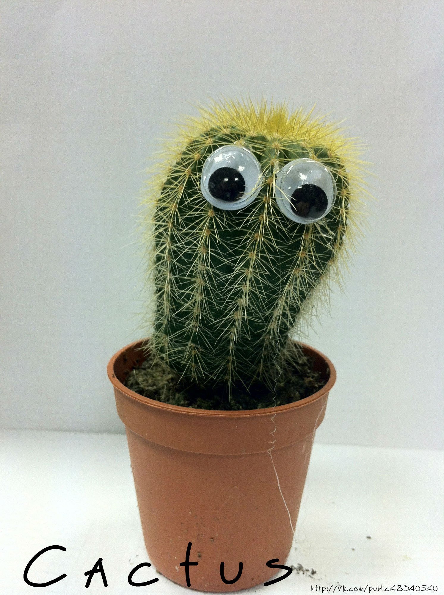 Глупый цветок. Кактус с глазами. Смешной Кактус. Растение с глазами.