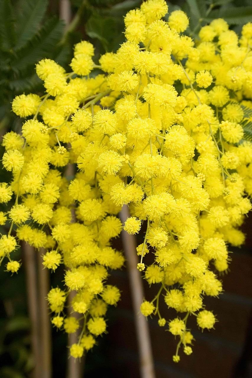 Весенние цветы желтые Мимоза