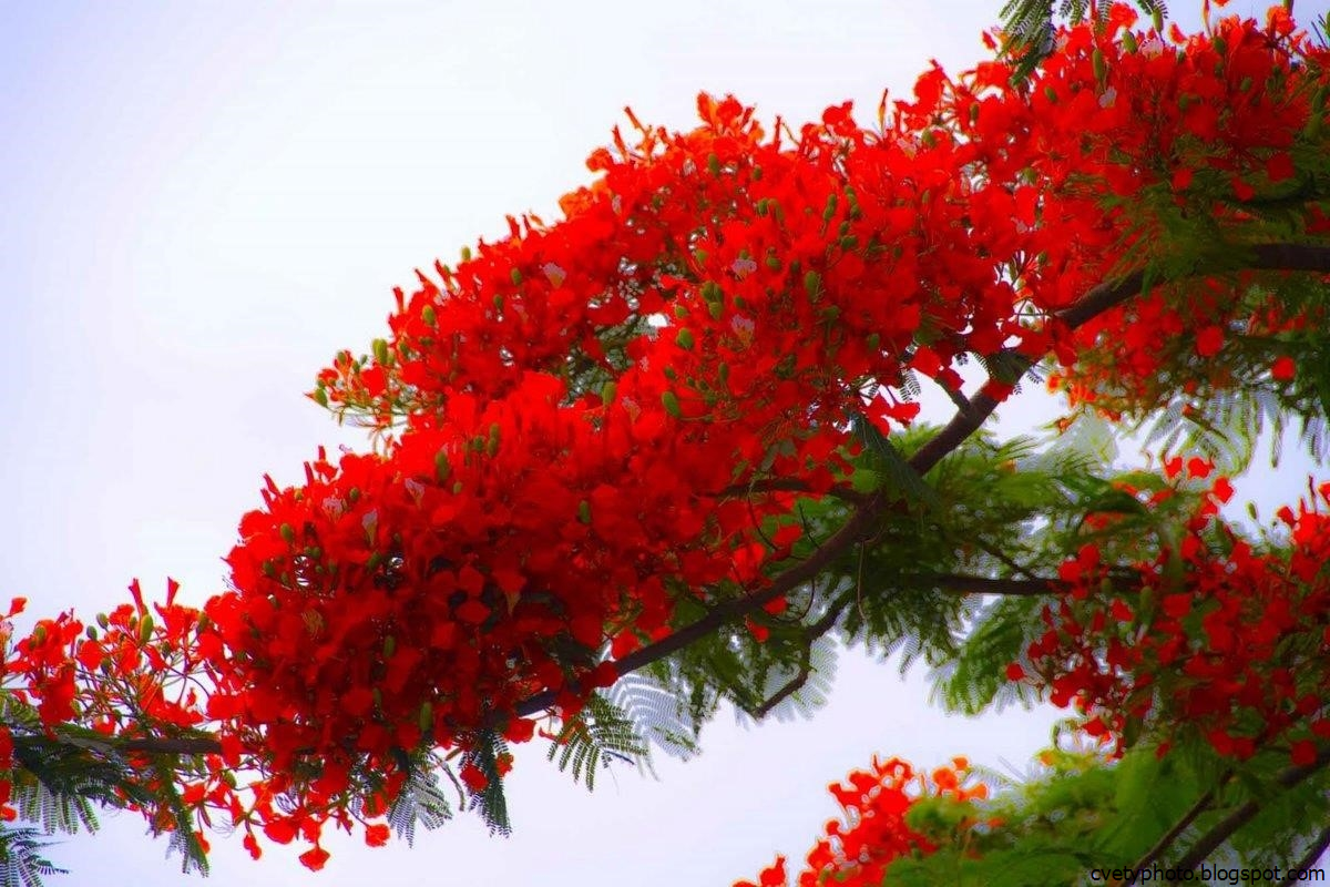 Деревья цветущие красным цветом. Огненное дерево Делоникс Королевский. Дерево цветок Делоникс Королевский. Делоникс(Фламбоян) Королевский. Королевский Делоникс цветет.