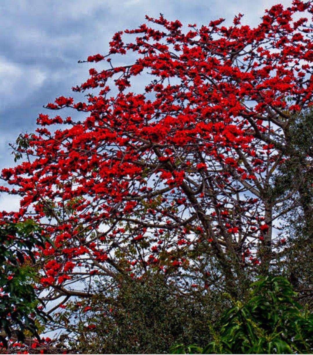 Деревья цветущие красным цветом. Бомбакс Сейба. Bombax Ceiba дерево. Бомбакс капоковый. Хлопковое дерево (Ceiba speciosa).