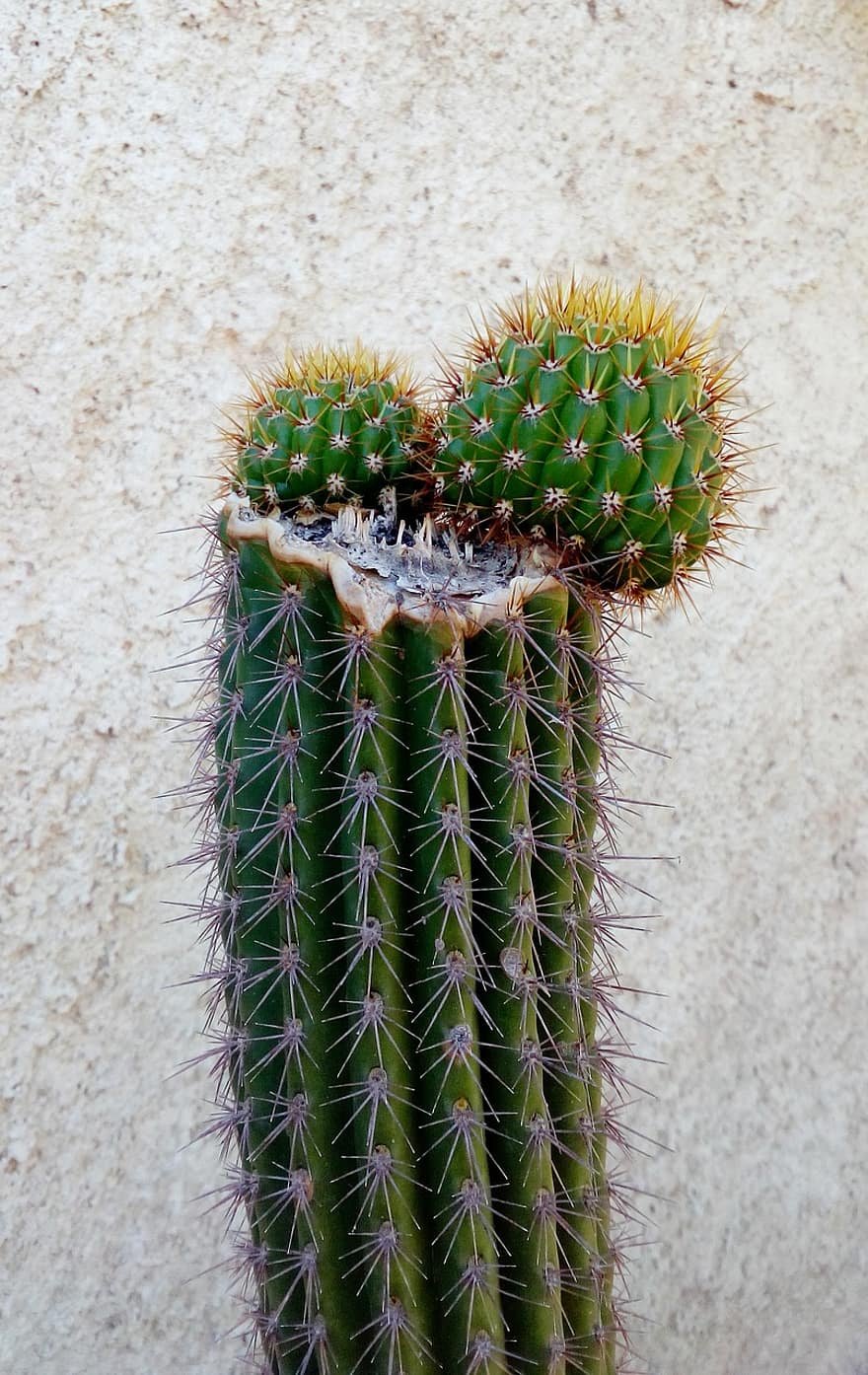 Мелокактус Нери (Melocactus neryi)