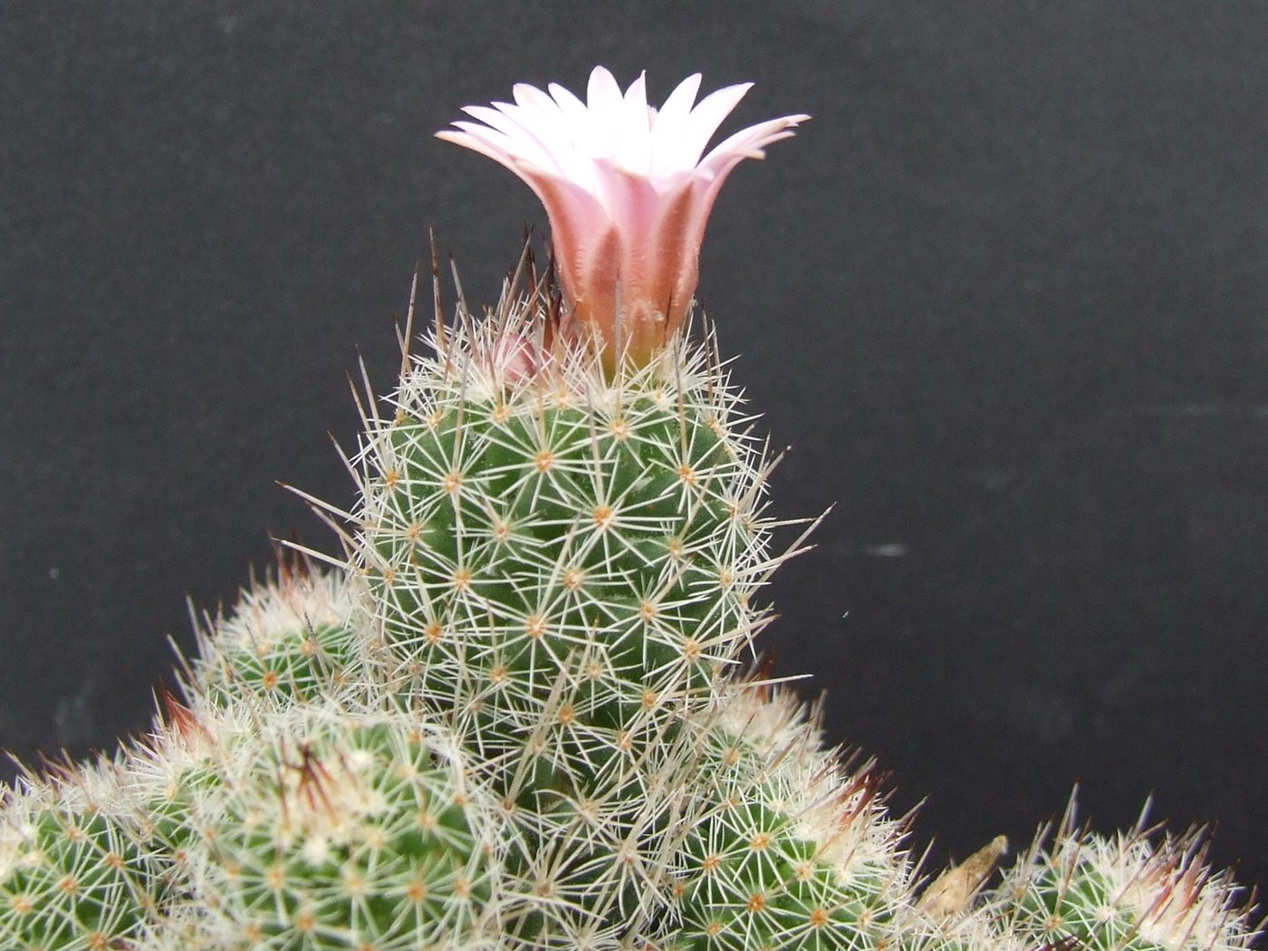 Ortegocactus macdougallii