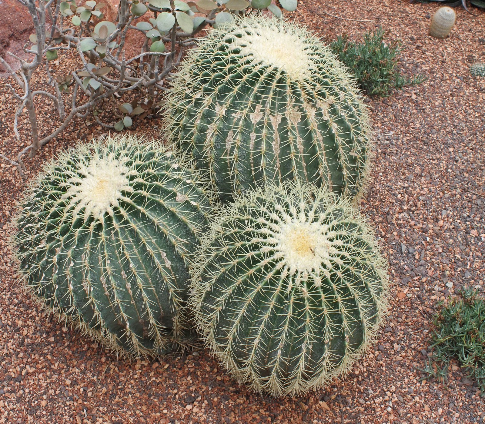 Echinocactus grusonii (Golden Barrel Cactus) with Flower