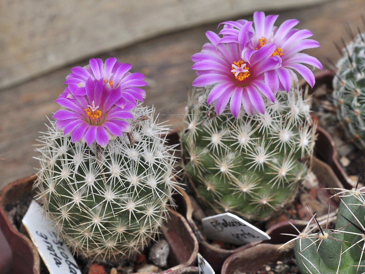 Coryphantha hesteri