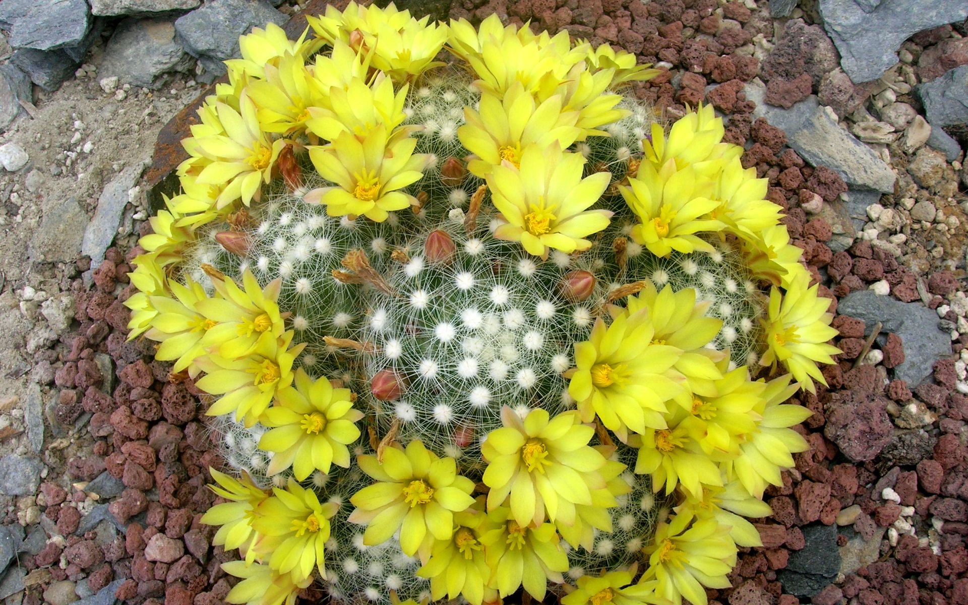 Mammillaria baumii