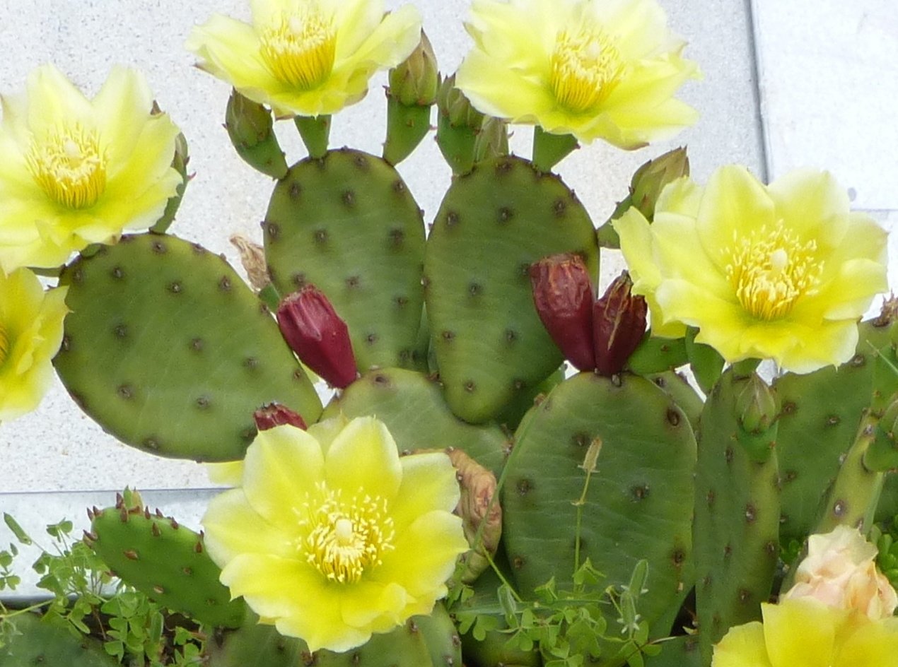 Опунция Садовая (Opuntia)