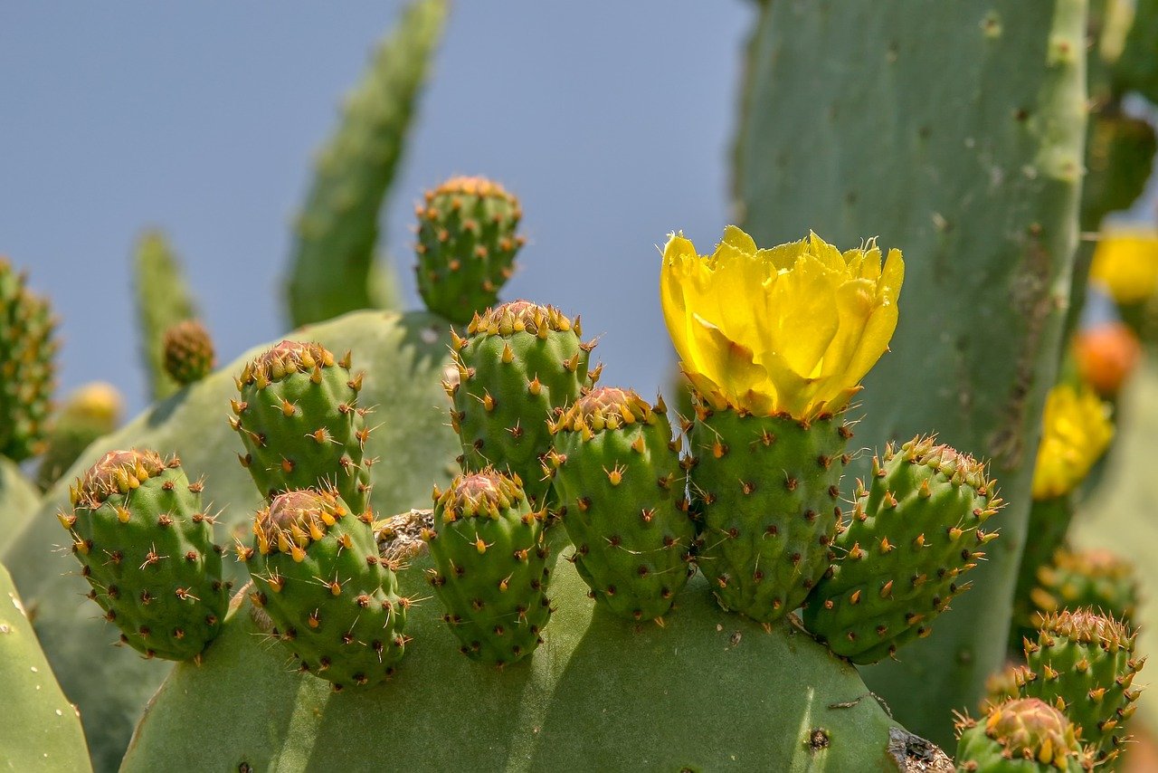 Опунция Госселина Opuntia gosseliniana