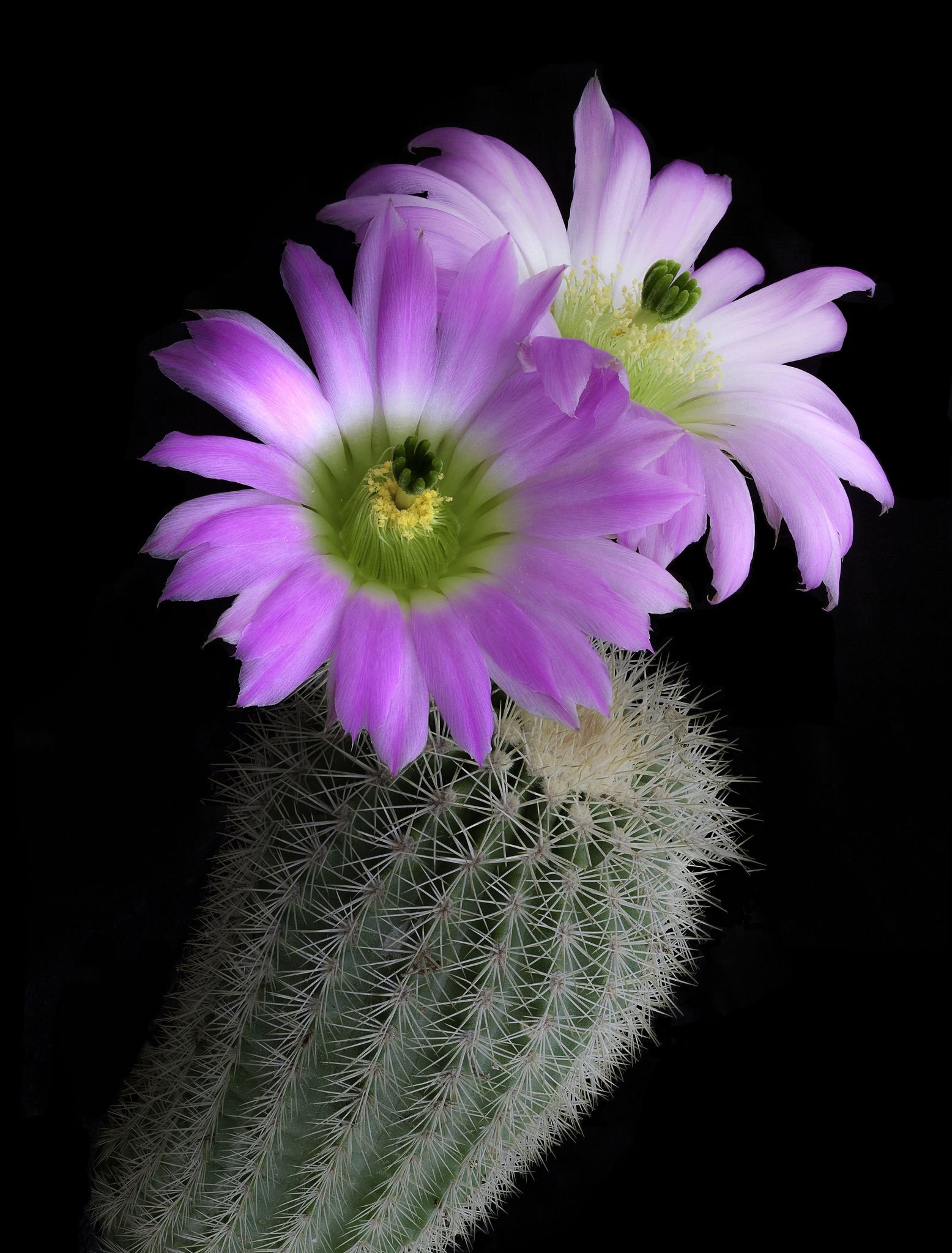 Кактус Echinocereus