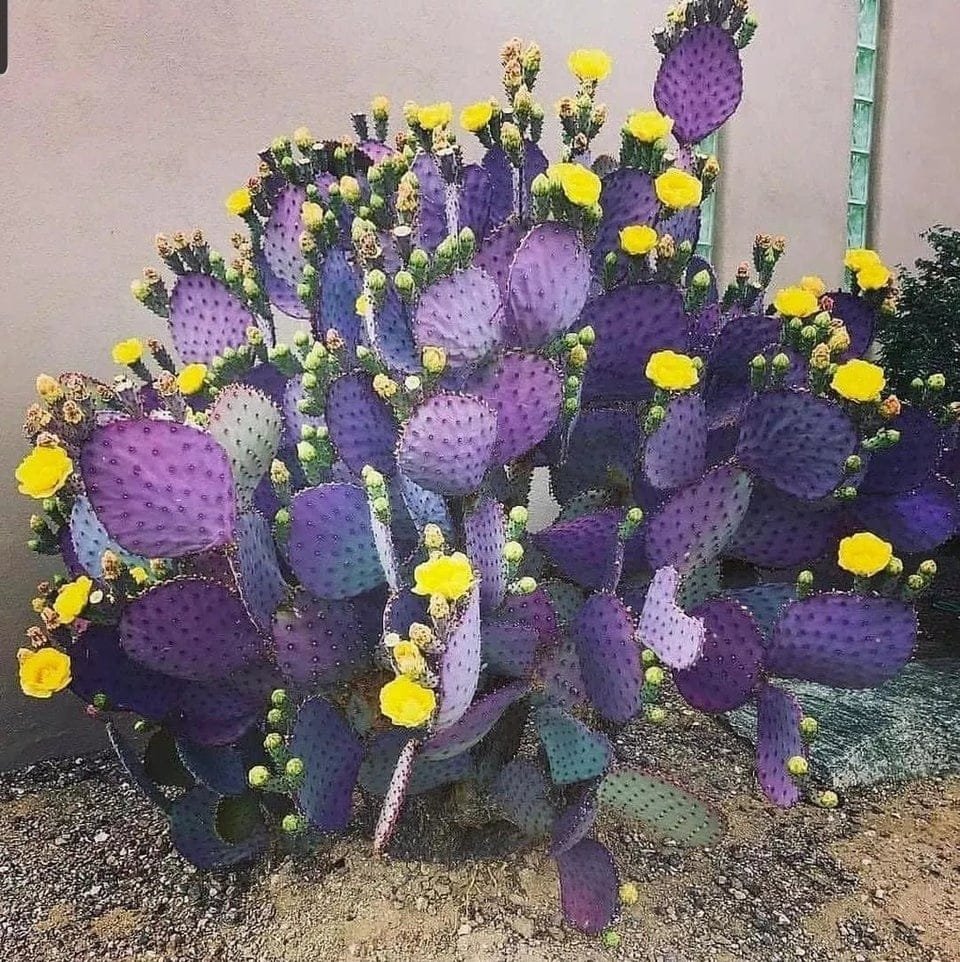 Опунция фиолетовая Purple Prickly