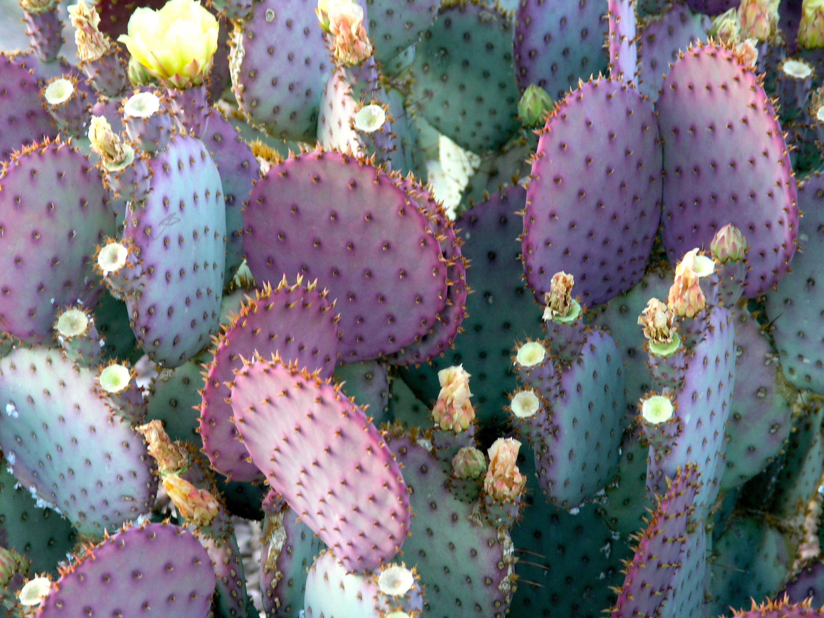 Prickly Pear Cactus