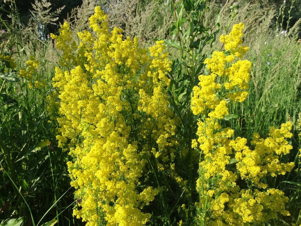 Подмаренник настоящий Galium Verum