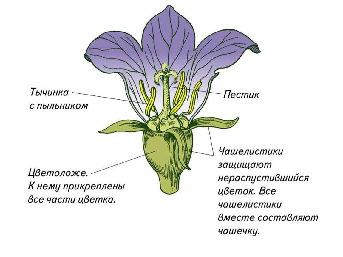 Строение цвета. Цветок цветоложе околоцветник. Строение цветка фиалки. Строение цветка цветоножка. Чашечка чашелистик лист венчик черешок пестик пыльник.