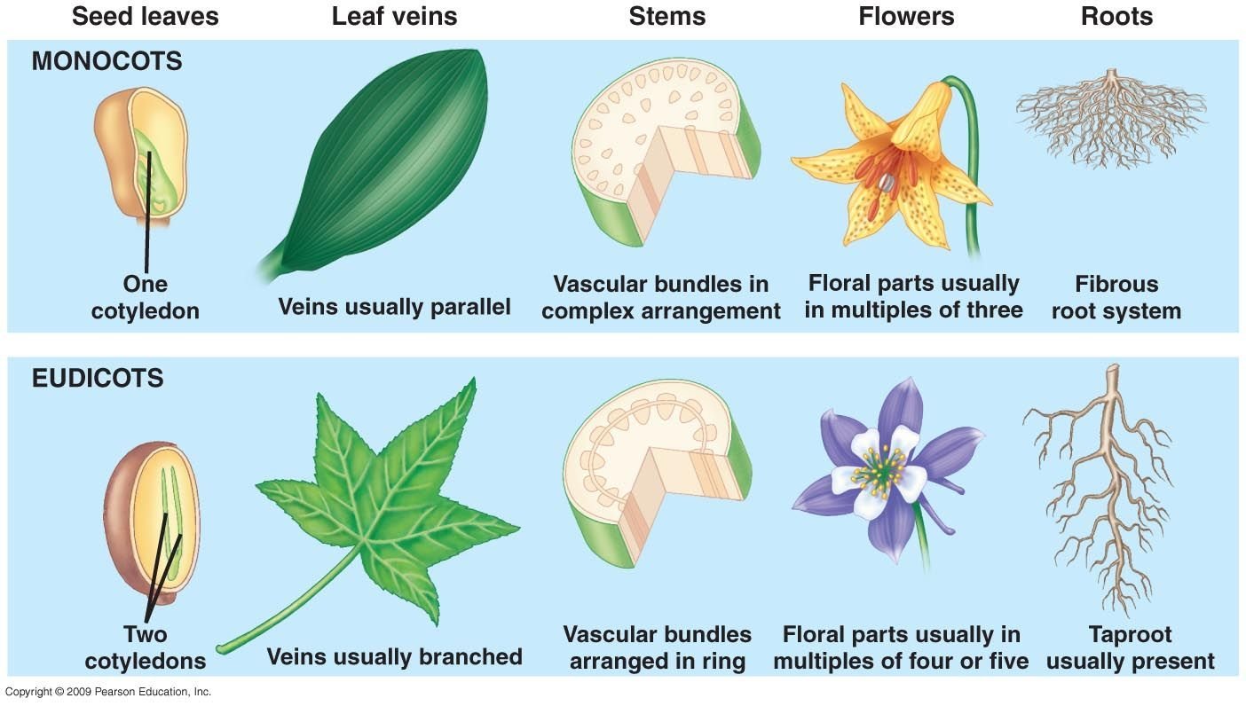 Двудольные растения. Monocots and dicots. Monocots Seed. Monocotyledones. Monocot and dicot Seed.