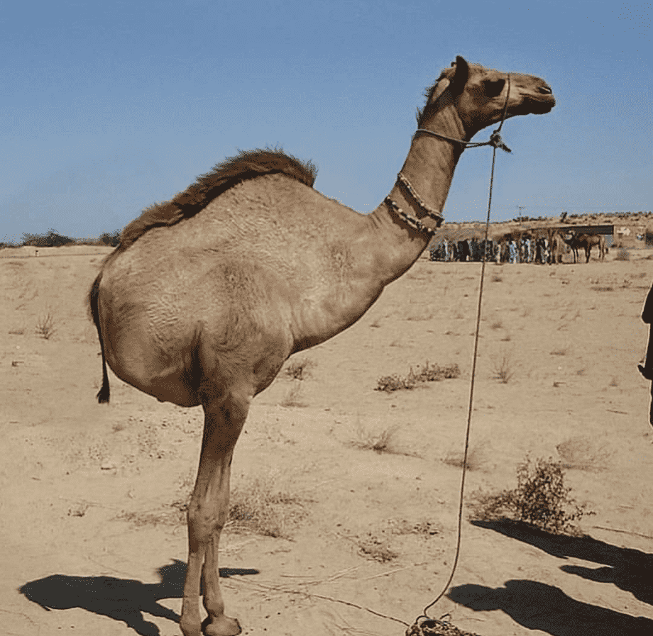 Пейзаж пустыня с верблюдами