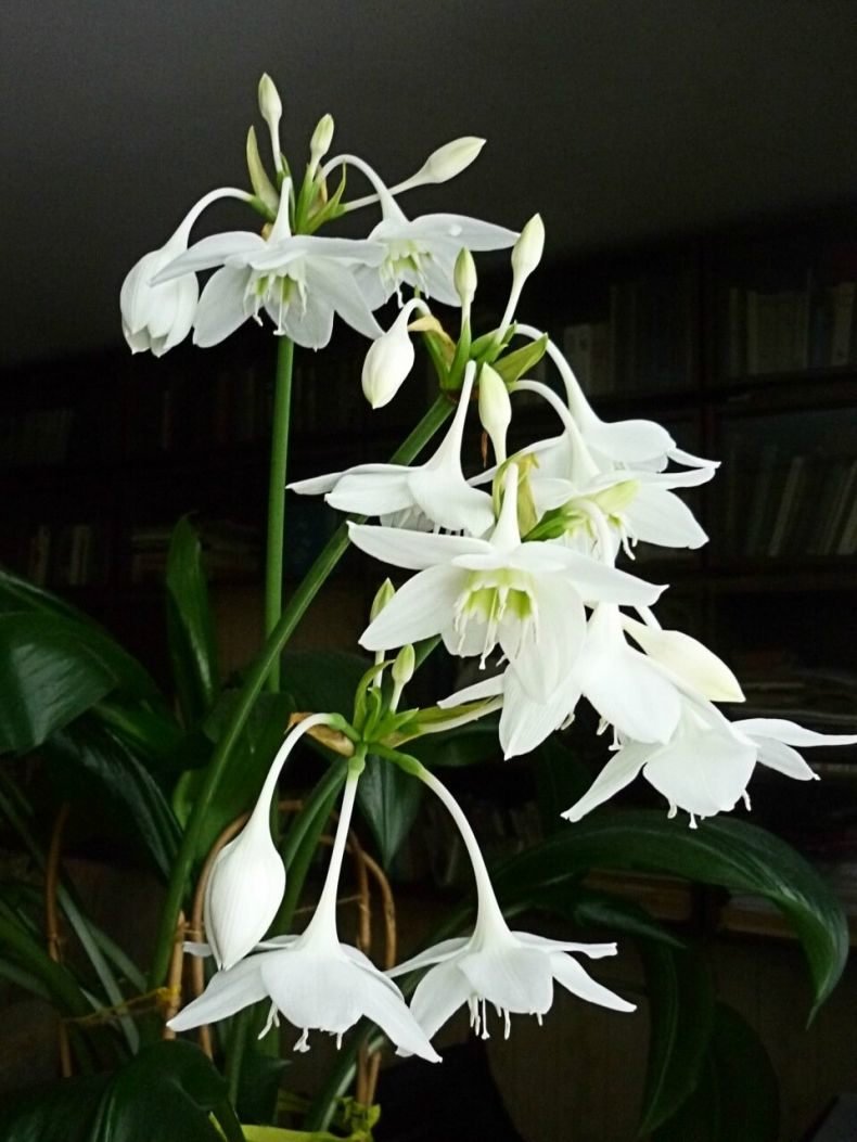 Нарцисс Paperwhite grandiflora