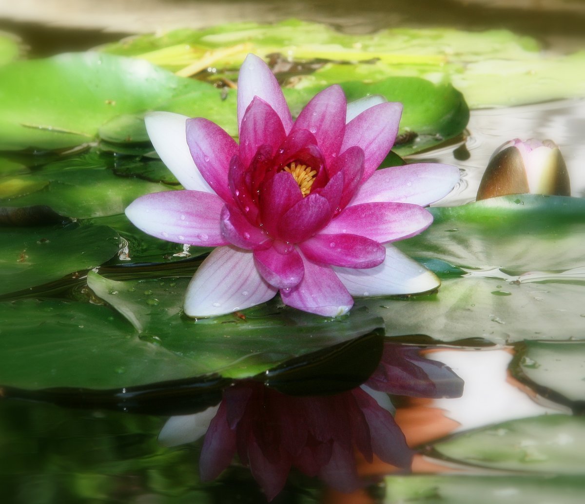 Лилия озерного. Лилия Озерная цветок. Лилия Прудовая. Цветы растущие в воде. Цветы растущие в воде название.