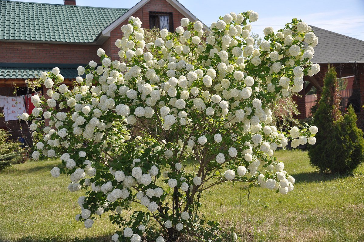 Калина бульденеж