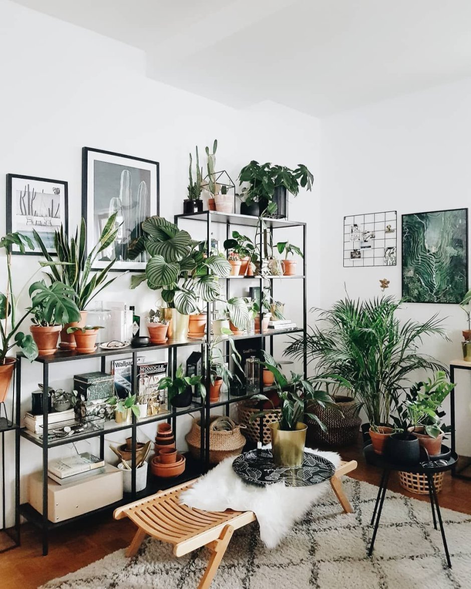 Композиции комнатных растений в интерьере