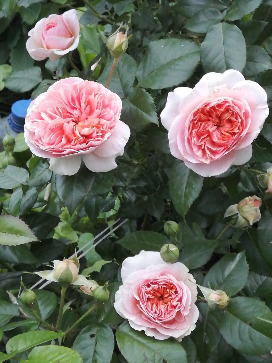 Чиппендейл, роза шраб(Парковая).