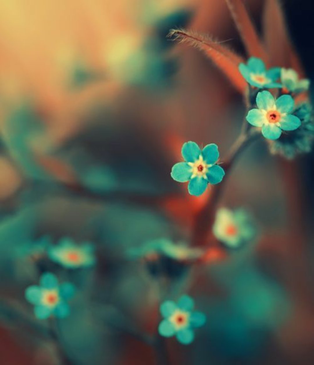 Аватарки цветочки. Бирюзовые цветы. Красивые бирюзовые цветы. Бирюзовая природа. Бирюзовый цвет в природе.