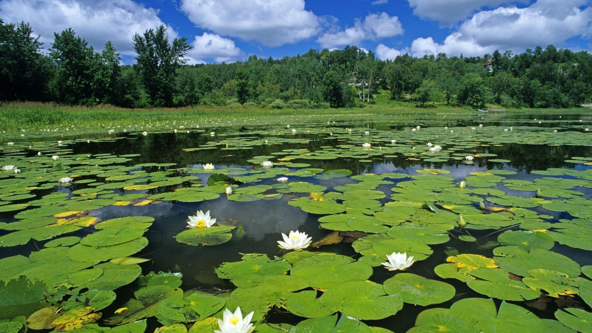 Водокрас, Лотос водные растения