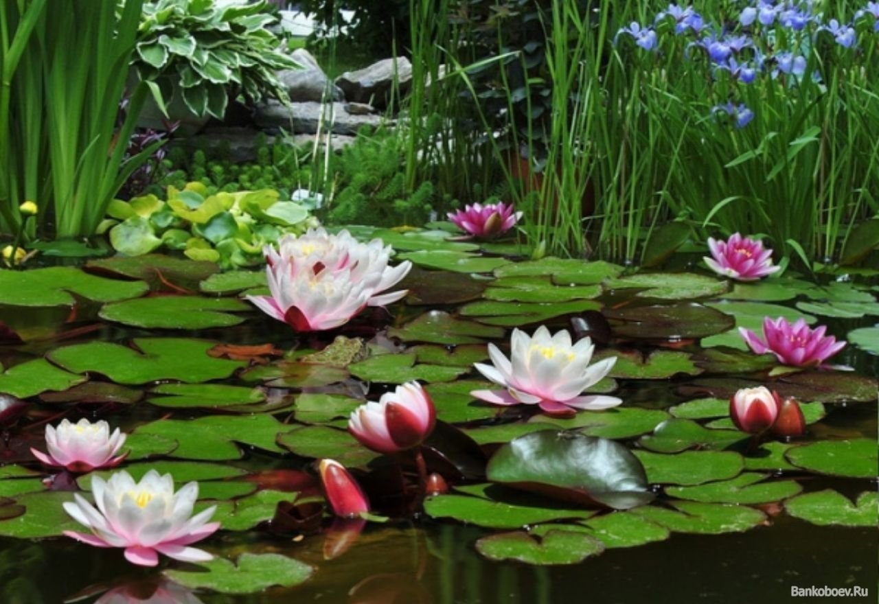 Водные Цветы Лотосы