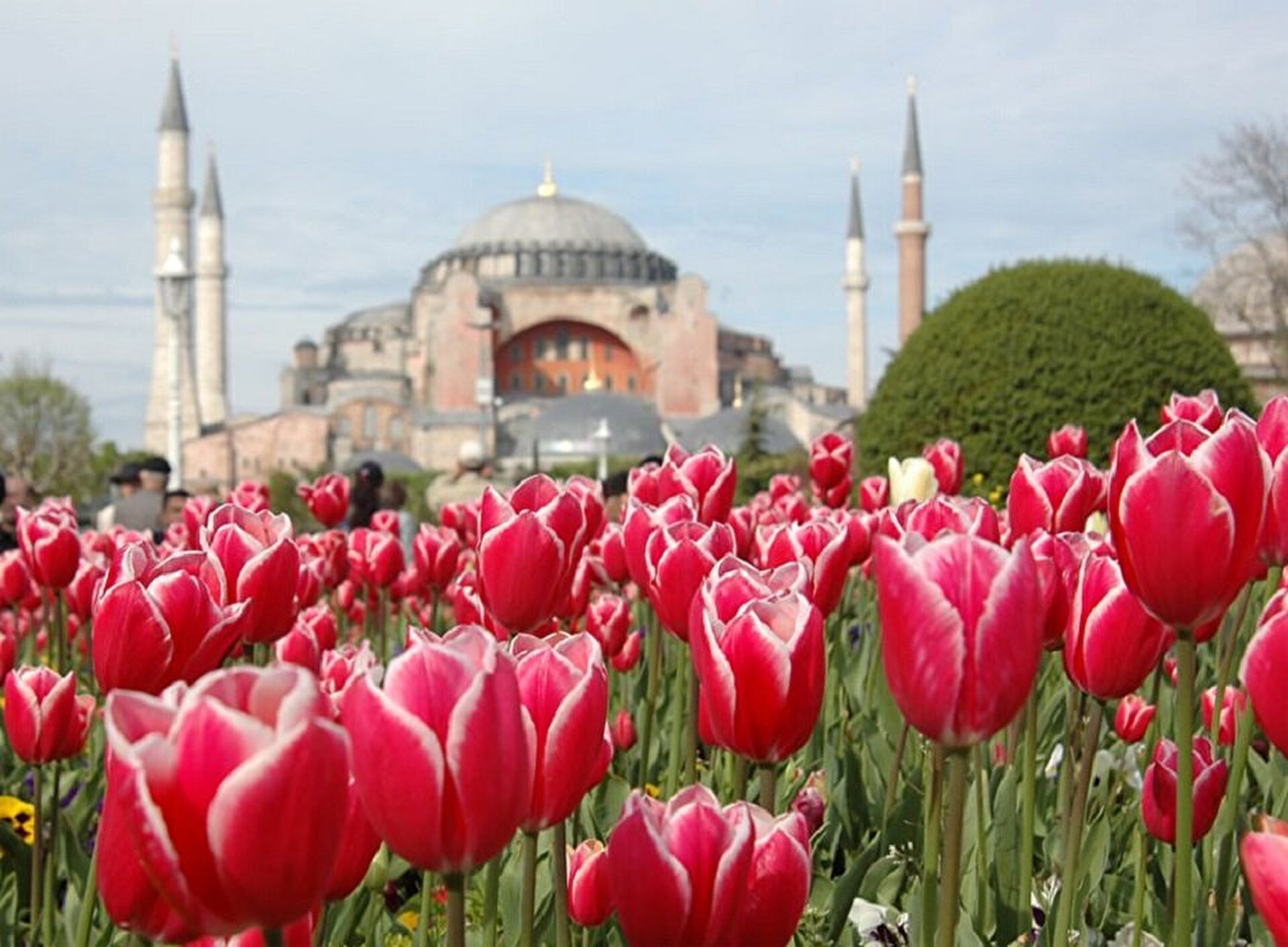 Стамбул весной. Стамбул фестиваль тюльпанов Султанахмет. Турция Стамбул цветение тюльпанов. Стамбул Эмирган тюльпаны. Фестиваль тюльпанов в Стамбуле Эмирган.