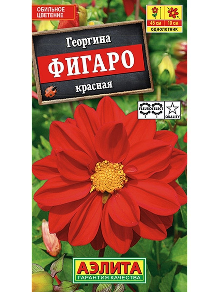 Георгина Фигаро красная