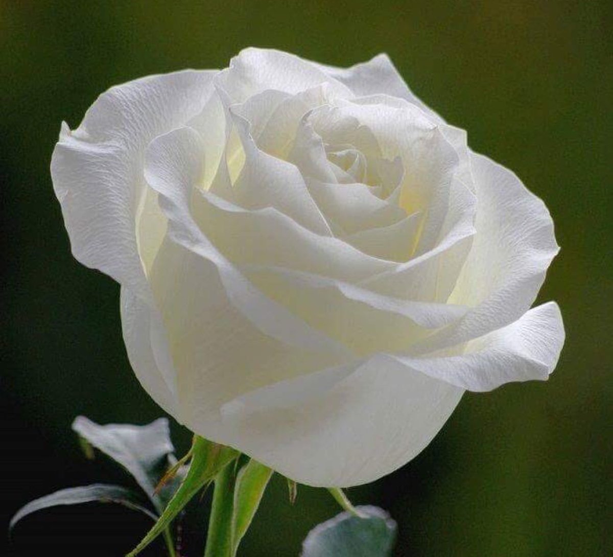 Розы бел восточная. Белые розы. Красивые белые розы. Мусульманские цветы. Белые розы картинки.