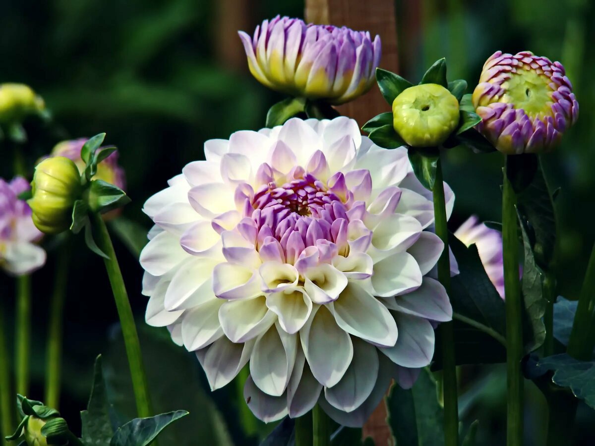 Георгины Dahlia