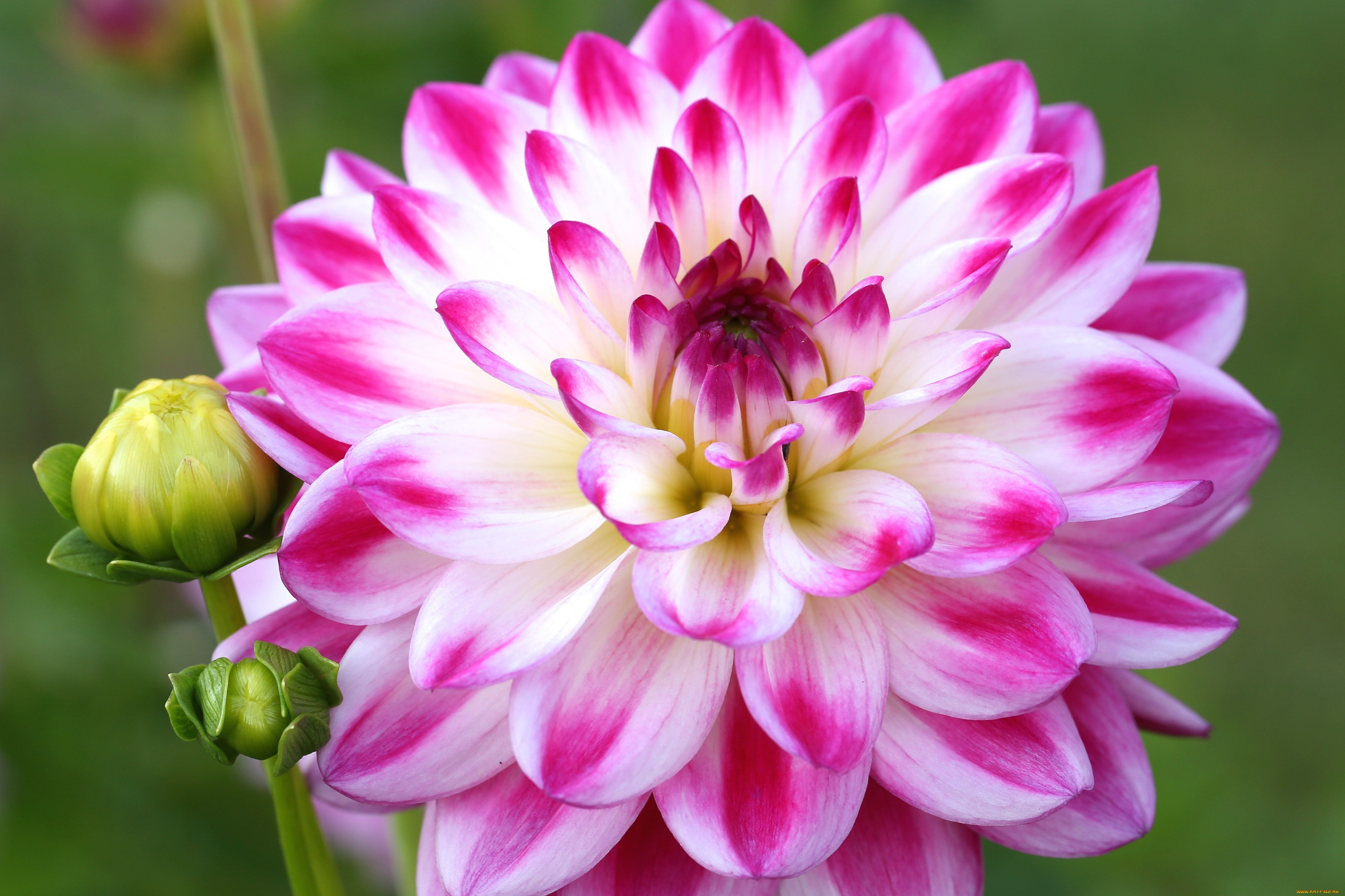 Георгины Dahlia