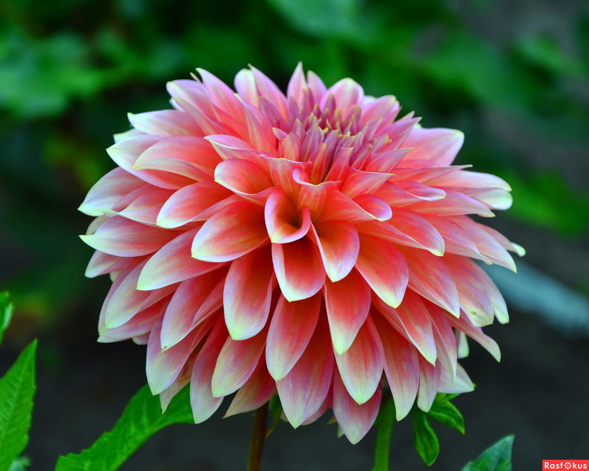 Георгины Dahlia