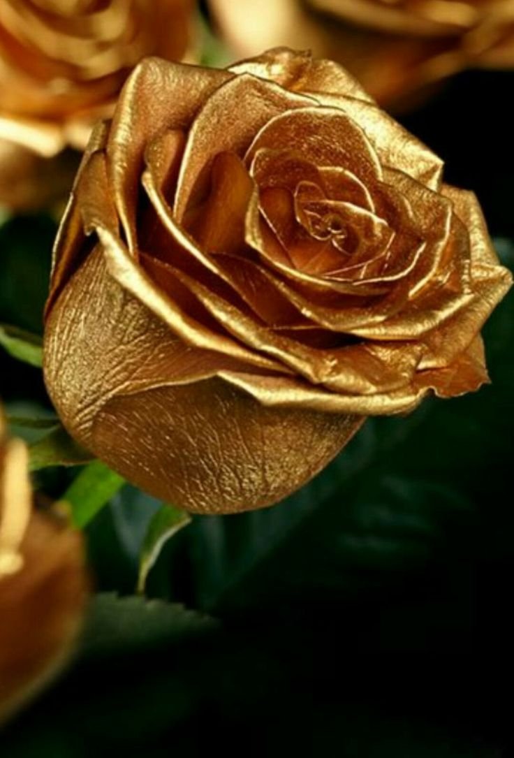 Золотистые розы