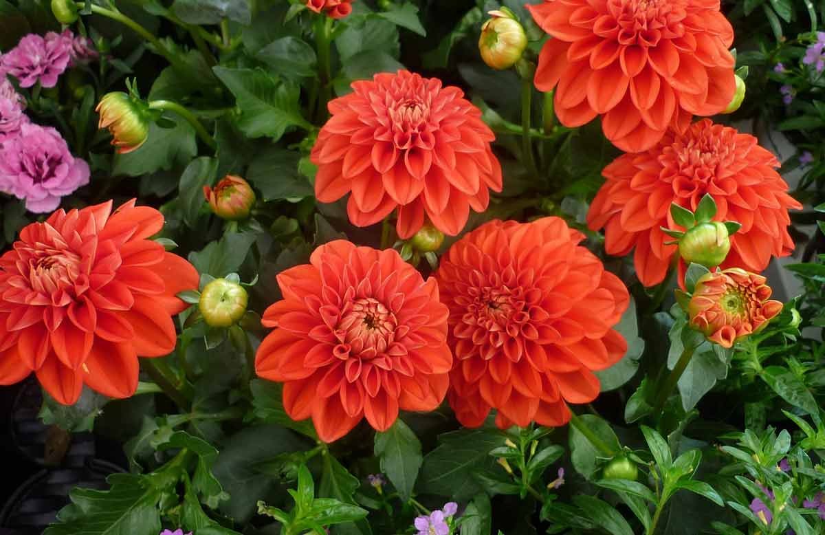 Георгины Dahlia