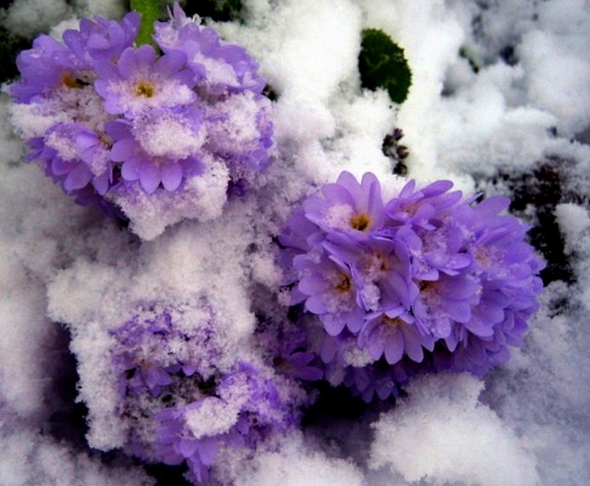 Картинки цветов в снегу. Фиалка лиловый снег. Фиалка зимняя Ладога. Фиалка пора сирени.