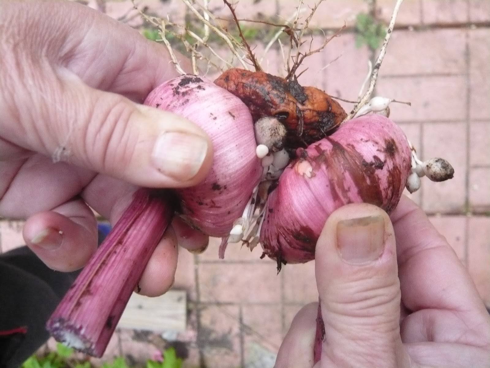 Как вырастить луковицы гладиолусов
