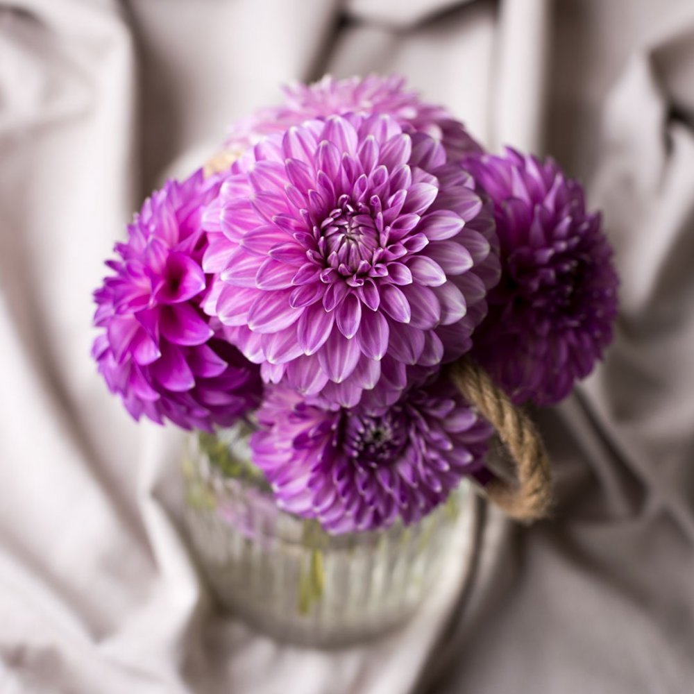 Георгины Purple Bouquet